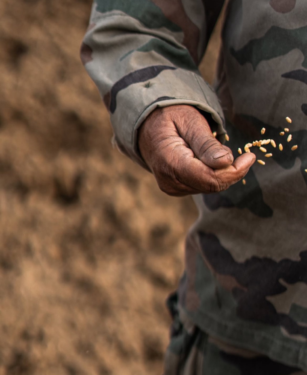 Farmer holding grains in the field